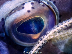 Coral polyps  reflection captured in a Nassau Grouper eye. by Ann Donahue 